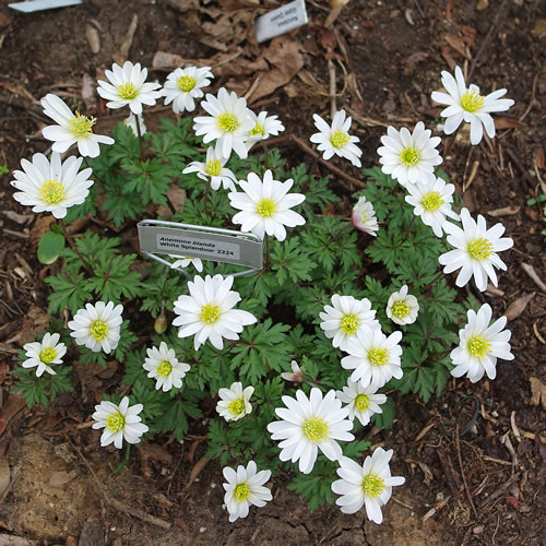 Anemone blanda White Splendour